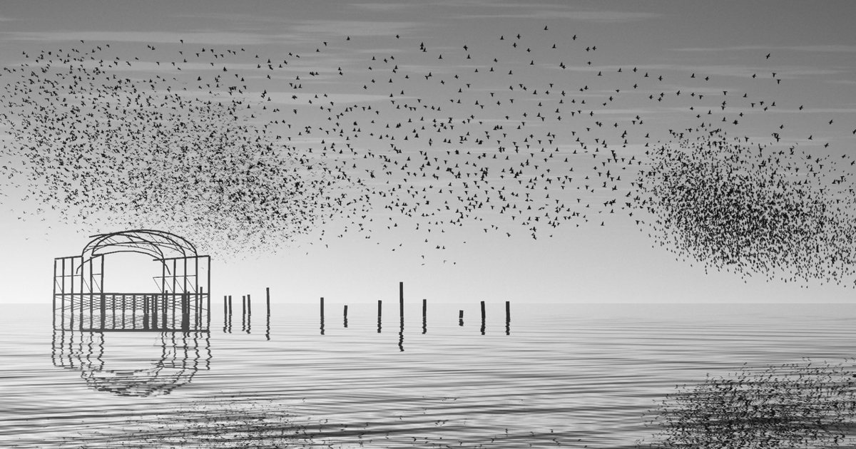 Roost, a still from the live piece